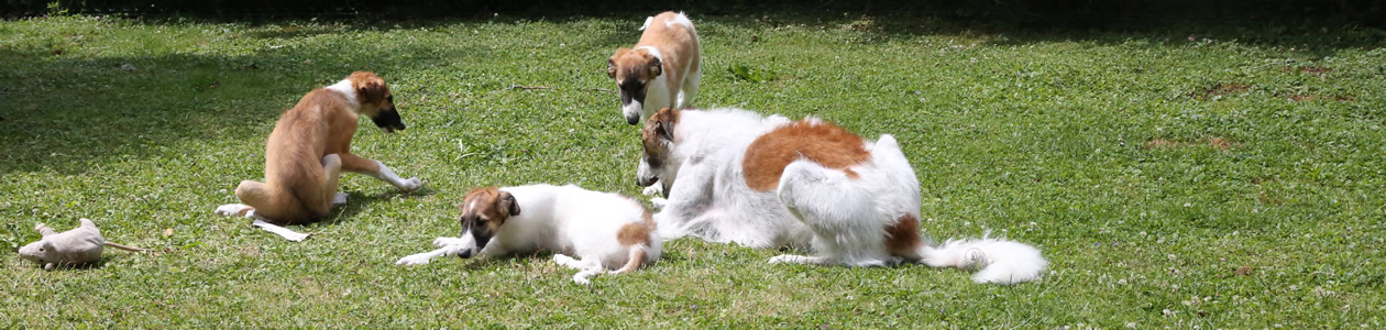 borzoi